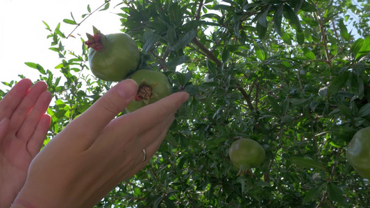 女性触摸树上的绿色石榴视频
