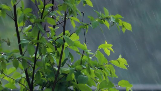 大雨下的绿色灌木丛视频