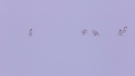 匈牙利巴拉顿湖上的天鹅视频