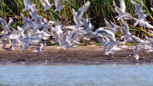 一群海鸥从湖边翱翔[江鸥]视频