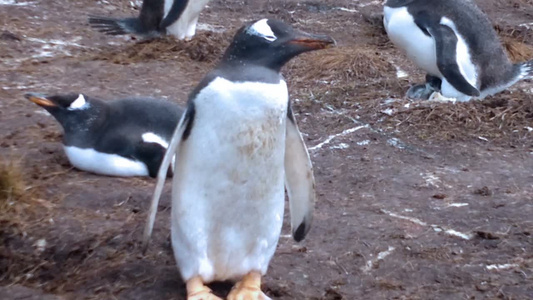 福克兰群岛的企鹅群视频