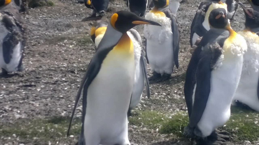 福克兰群岛的企鹅视频