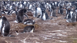 海岛上成群的企鹅10秒视频