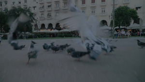 公园广场中心和平白鸽子飞翔8秒视频