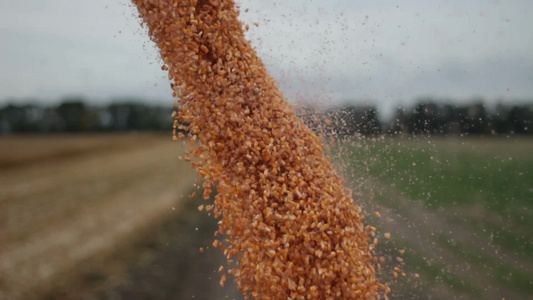 农田上卸载玉米收获的视图视频