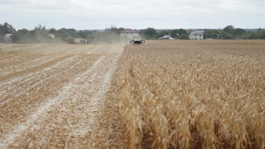 联合收割机在农田上收集粮食视频