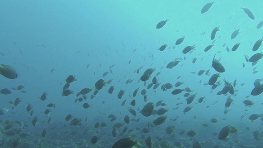 胡尔加达五颜六色的鱼在珊瑚礁边游泳视频