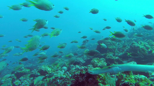 五颜六色的鱼在珊瑚礁边游泳视频