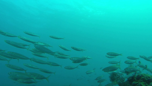 胡尔加达五颜六色的鱼在珊瑚礁边游泳视频