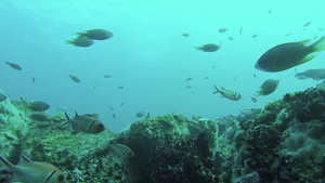 鱼在珊瑚边游泳10秒视频