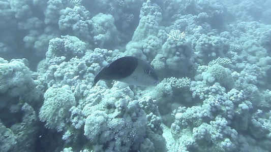 水下珊瑚礁景观与鱼视频