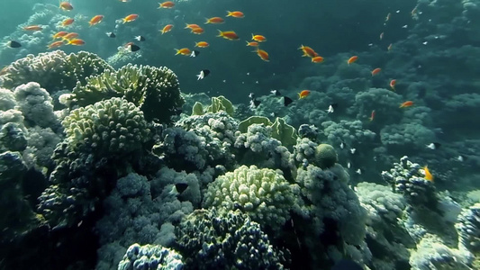 深海水下珊瑚礁景观与五颜六色的鱼视频