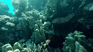 水下珊瑚礁景观与五颜六色的鱼17秒视频