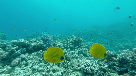水下珊瑚礁里游动的鱼群视频