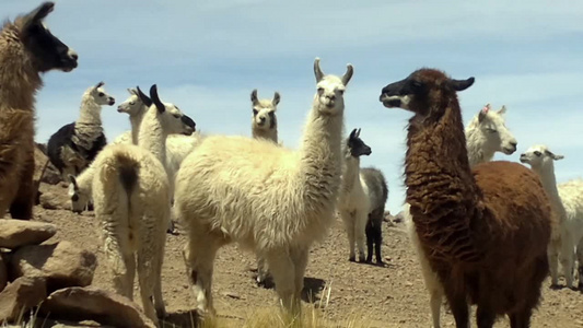 秘鲁玻利维亚乌尤尼萨拉尔的美洲驼视频