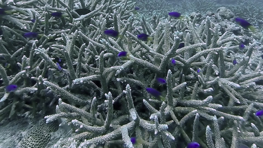 珊瑚礁和热带鱼视频
