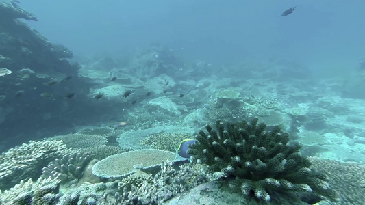 印度洋塞舌尔群岛里的珊瑚礁和热带鱼视频