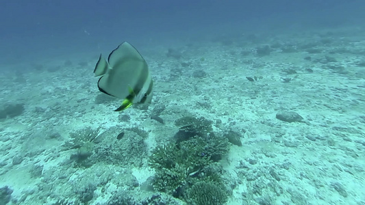 水下珊瑚礁和热带鱼视频