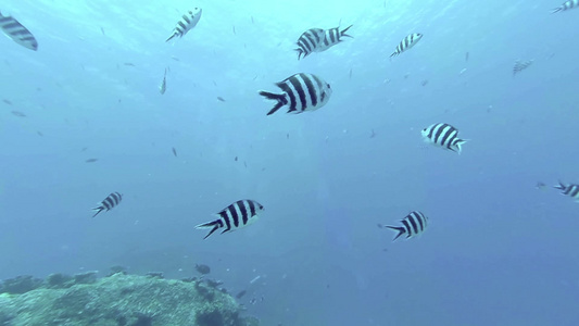 印度洋塞舌尔群岛的珊瑚礁和热带鱼视频