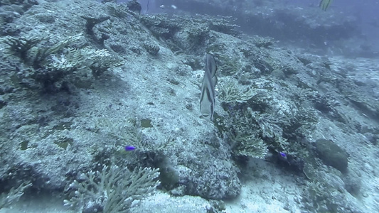 印度洋塞舌尔群岛的珊瑚礁和热带鱼视频