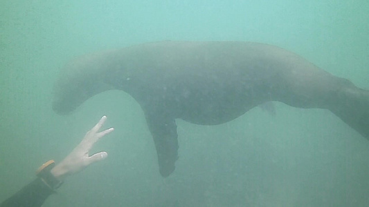 海狮在波塔洛马水下游泳[逆戟鲸]视频