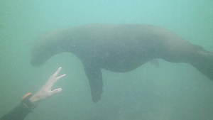 海狮在波塔洛马水下游泳12秒视频