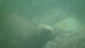 海狮在水下游泳6秒视频