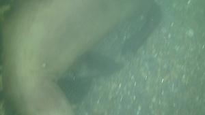 阿根廷玛德琳深海里的海狮28秒视频