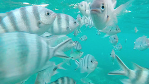 热带鱼的浅滩30秒视频