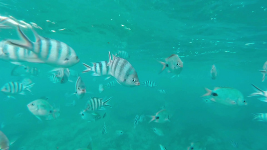 热带鱼的浅滩视频