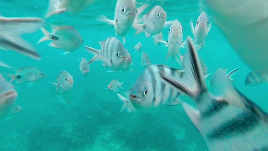 水族馆的带状蝴蝶鱼视频