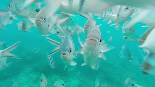 热带水下野生蝴蝶鱼群捕食游弋视频