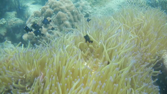 潜水海底热带鱼和珊瑚礁生物洋流视频