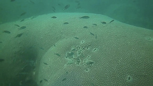 海底游动的小鱼11秒视频