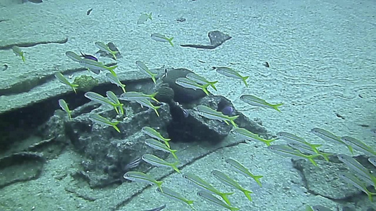 海洋水下鱼群海底潜水自然沙石景观[自然而然]视频