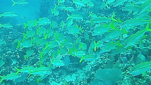 大开曼的水下鱼群26秒视频