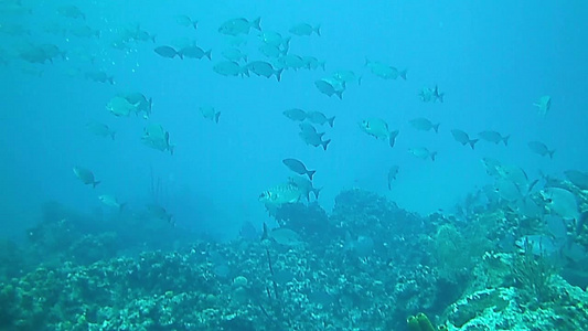 开曼群岛的水下世界视频