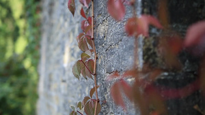 红葡萄藤树枝爬上旧砖墙15秒视频