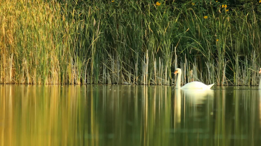 一群天鹅沿着平静的湖面悠闲地游着视频