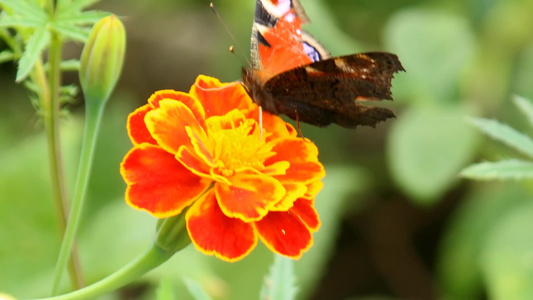 蝴蝶在花上收集花蜜视频