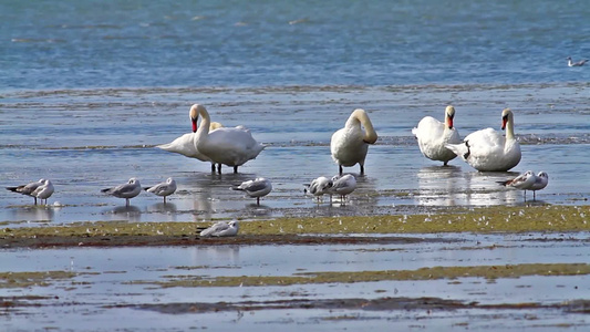 浅滩湖上有许多天鹅在休憩视频