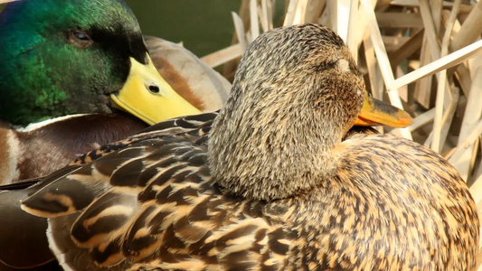 两只鸭子躺在他们的巢里视频