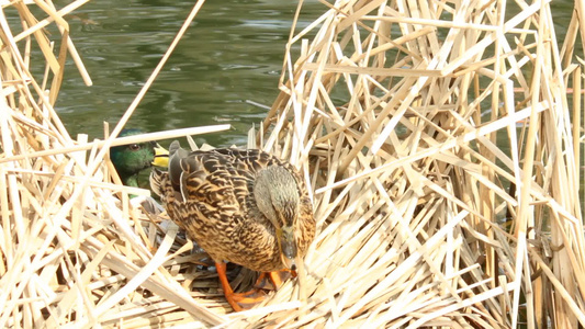 鸭子在芦苇中筑巢[巢边]视频