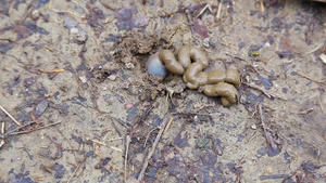 花园土壤中的蚯蚓14秒视频