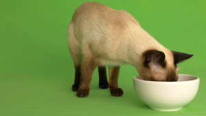 暹罗猫缓慢接近食物进食37秒视频