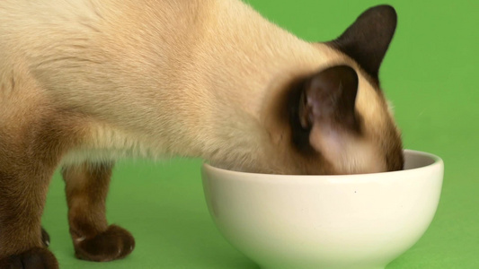 暹罗海豹点猫从食物盘中进食的特写视频