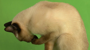 暹罗点猫舔自己的爪子46秒视频