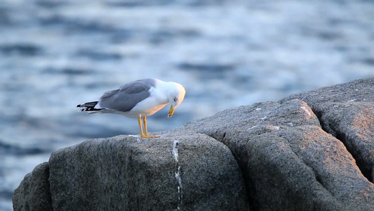 海鸥站在岩石上摆姿势视频