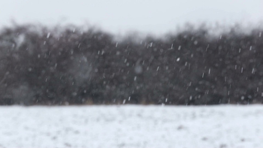 冬季的森林被雪花覆盖[覆盖住]视频