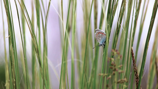 绿地草丛间停落美丽蝴蝶昆虫[停驻]视频